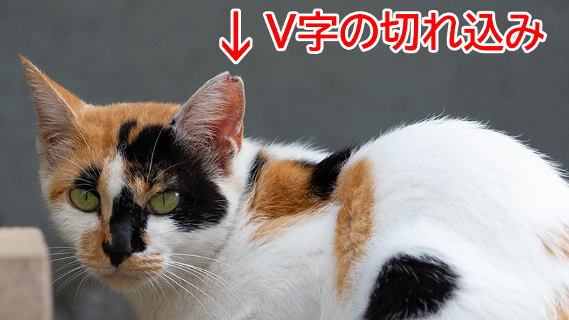 TNRされたさくら耳の猫